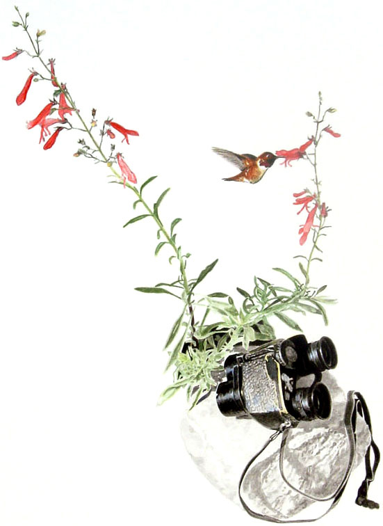 Binocular, penstemon, Rufous Hummingbird